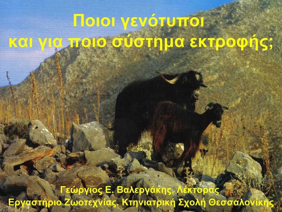 Βαλεργάκης, Λέκτορας Εργαστήριο