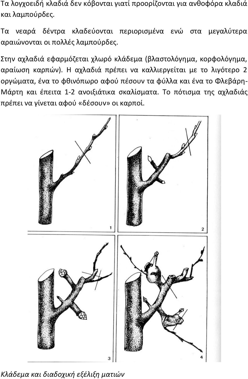 Στην αχλαδιά εφαρμόζεται χλωρό κλάδεμα (βλαστολόγημα, κορφολόγημα, αραίωση καρπών).