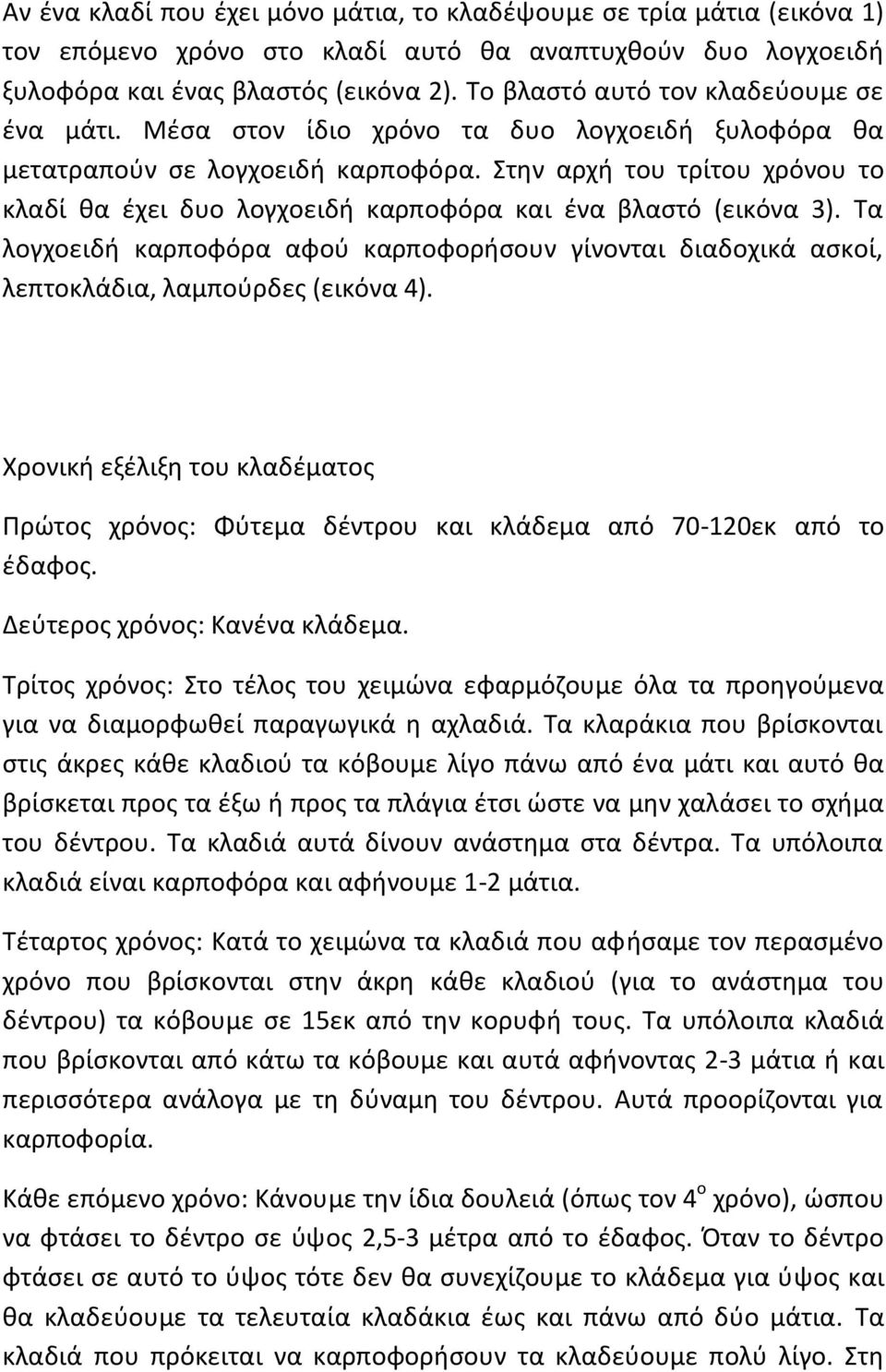 Στην αρχή του τρίτου χρόνου το κλαδί θα έχει δυο λογχοειδή καρποφόρα και ένα βλαστό (εικόνα 3). Τα λογχοειδή καρποφόρα αφού καρποφορήσουν γίνονται διαδοχικά ασκοί, λεπτοκλάδια, λαμπούρδες (εικόνα 4).