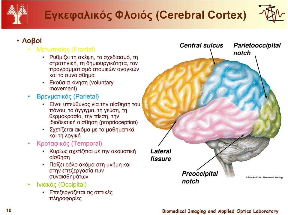 ιδιοδεκτική αίσθηση (proprioception) Σχετίζεται ακόμα με τα μαθηματικά και τη λογική Κροταφικός (Temporal) Κυρίως σχετίζεται με την ακουστική αίσθηση Παίζει ρόλο ακόμα στη