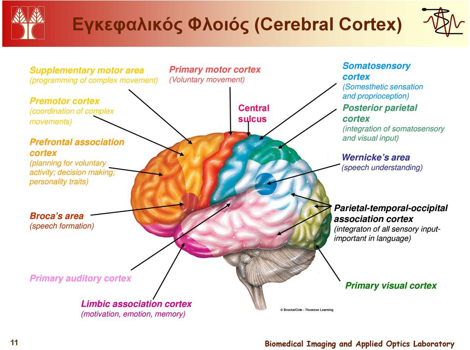 proprioception) Posterior parietal cortex (integration of somatosensory and visual input) Wernicke s area (speech understanding) Broca s sarea (speech formation)
