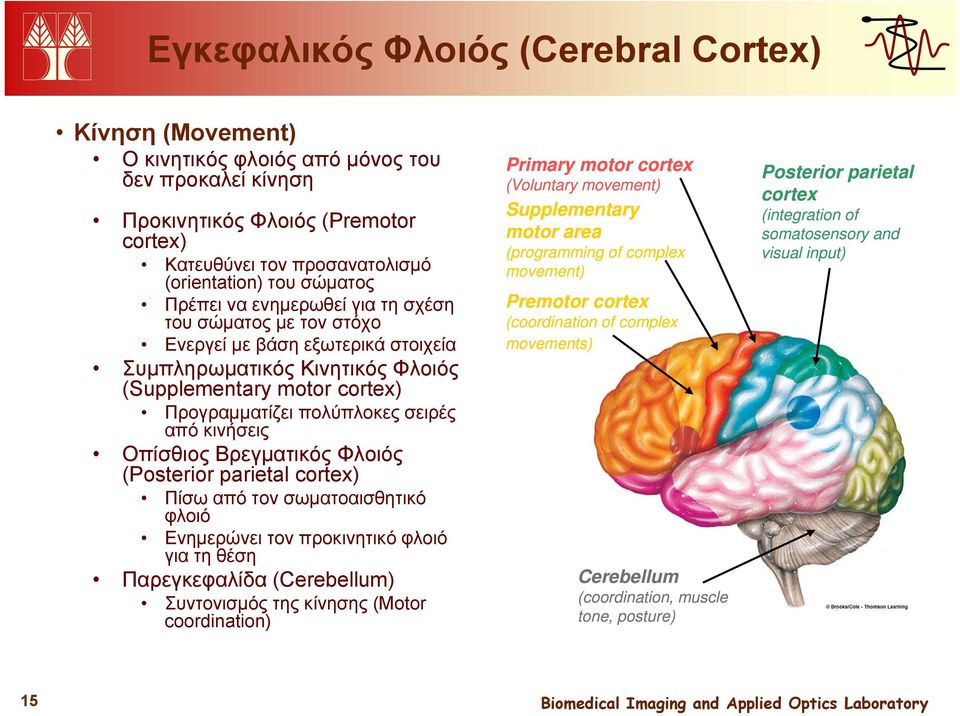 από κινήσεις Οπίσθιος Βρεγματικός Φλοιός (Posterior parietal cortex) Πίσω από τον σωματοαισθητικό φλοιό Ενημερώνει τον προκινητικό φλοιό για τη θέση Παρεγκεφαλίδα (Cerebellum) Συντονισμός της κίνησης
