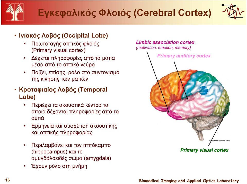 Κροταφιαίος Λοβός (Temporal Lobe) Περιέχει τα ακουστικά κέντρα τα οποία δέχονται πληροφορίες από το αυτιά Ερμηνεία και συσχέτιση ακουστικής και οπτικής