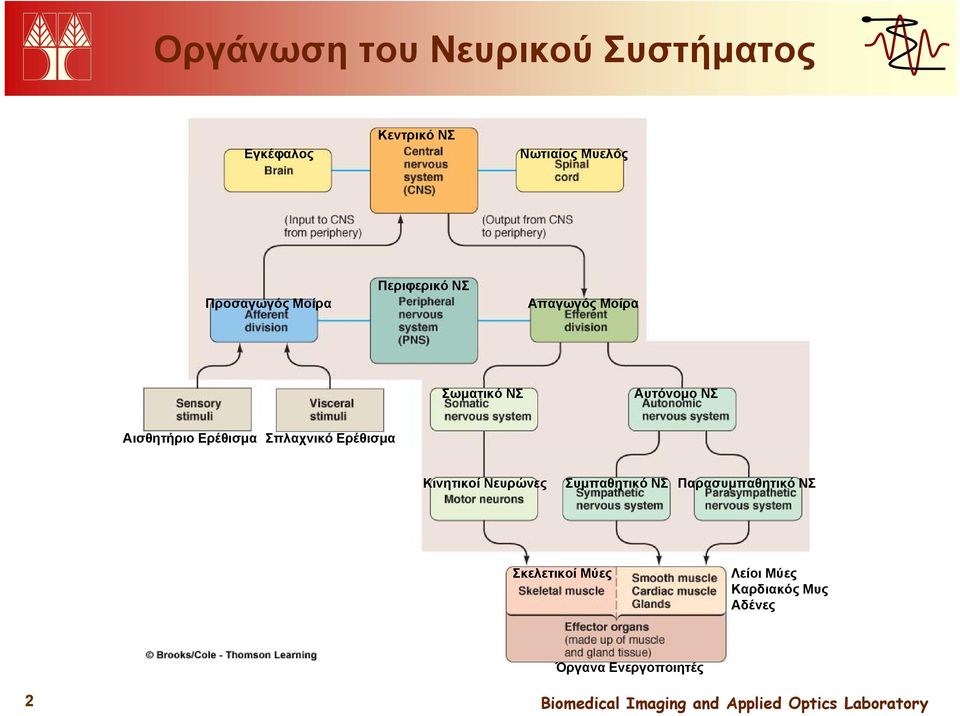 Αισθητήριο Ερέθισμα Σπλαχνικό Ερέθισμα Κινητικοί Νευρώνες Συμπαθητικό ΝΣ