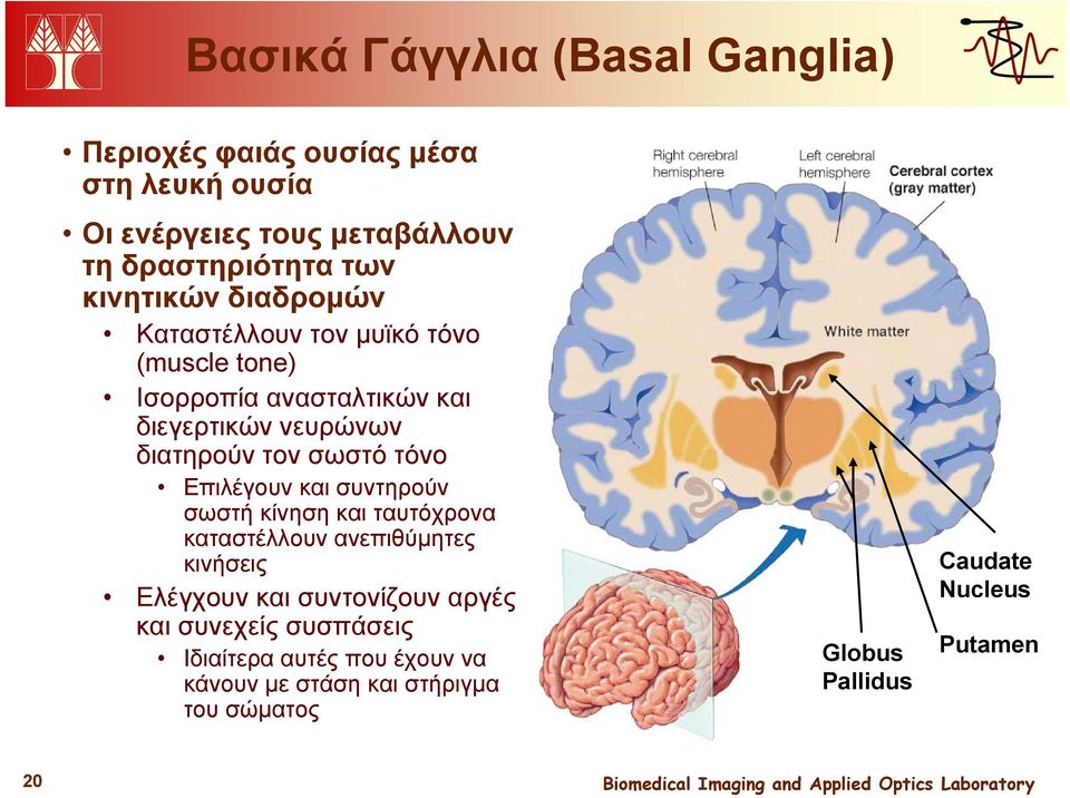 σωστό τόνο Επιλέγουν και συντηρούν σωστή κίνηση και ταυτόχρονα καταστέλλουν ανεπιθύμητες κινήσεις Ελέγχουν και συντονίζουν αργές
