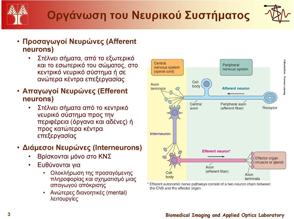 σύστημα προς την περιφέρεια (όργανα και αδένες) ή προς κατώτερα κέντρα επεξεργασίας Διάμεσοι Νευρώνες (Interneurons) Βρίσκονται μόνο στο