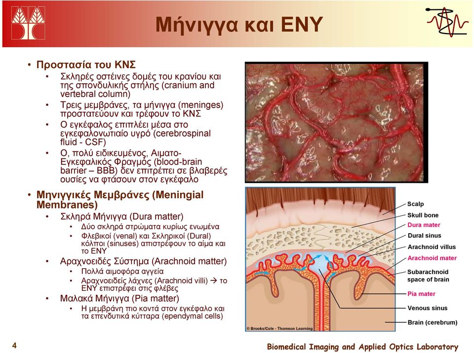 στον εγκέφαλο Μηνιγγικές Μεμβράνες (Meningial Membranes) Σκληρά Μήνιγγα (Dura matter) Δύο σκληρά στρώματα κυρίως ενωμένα Φλεβικοί (venal) και Σκληρικοί (Dural) κόλποι (sinuses) απιστρέφουν το αίμα