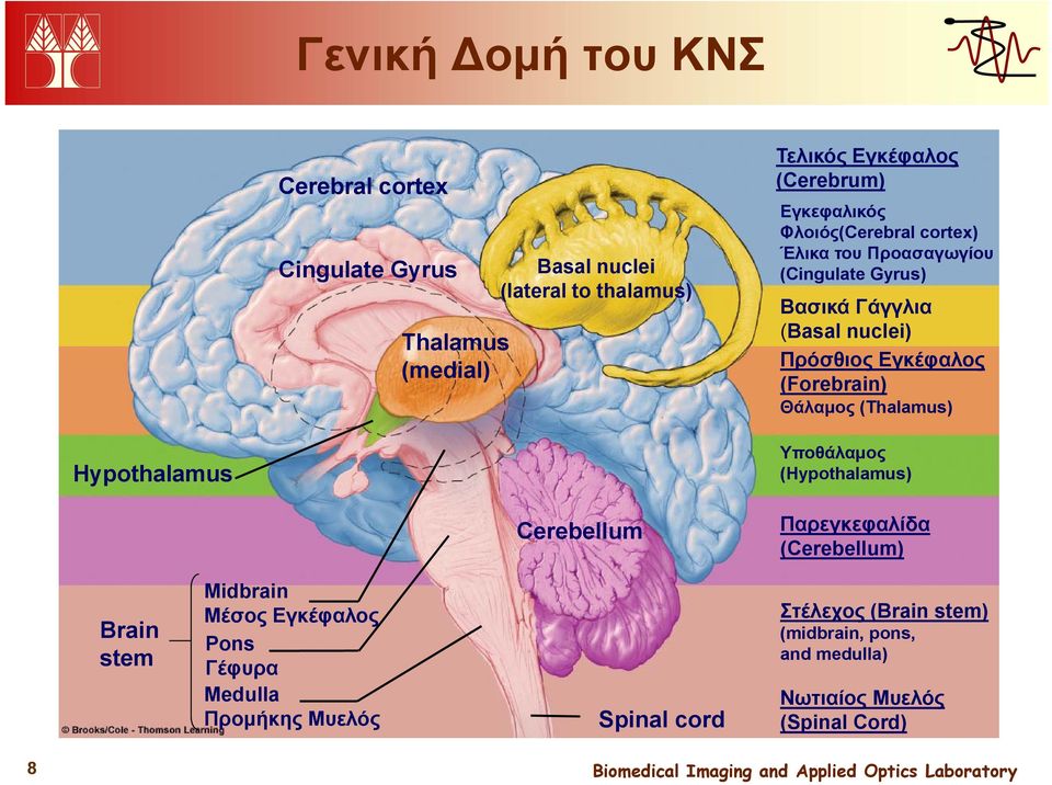 (Forebrain) Θάλαμος (Thalamus) Hypothalamus Υποθάλαμος (Hypothalamus) Cerebellum Παρεγκεφαλίδα (Cerebellum) Brain stem Midbrain Μέσος