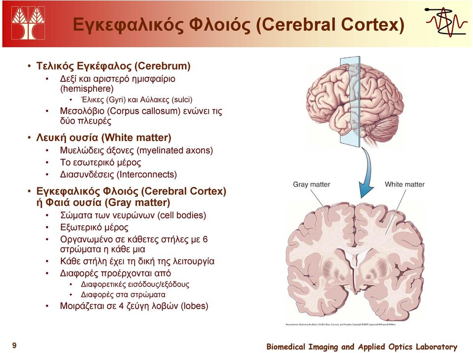 Εγκεφαλικός Φλοιός (Cerebral Cortex) ή Φαιά ουσία (Gray matter) Σώματα των νευρώνων (cell bodies) Εξωτερικό μέρος Οργανωμένο σε κάθετες στήλες με 6 στρώματα η