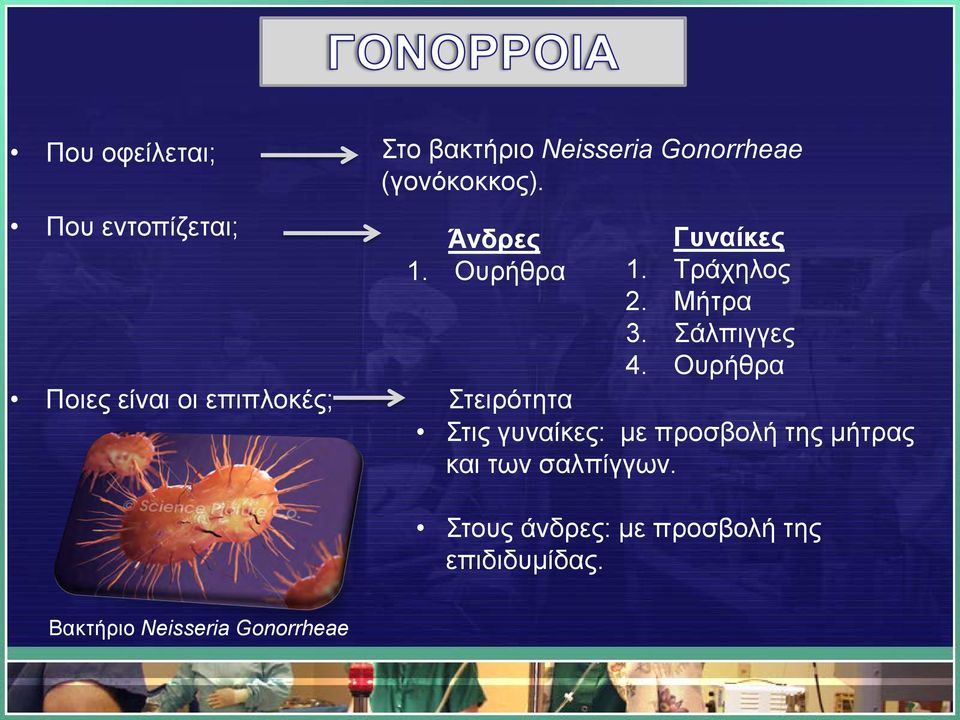Μήτρα 3. Σάλπιγγες 4.