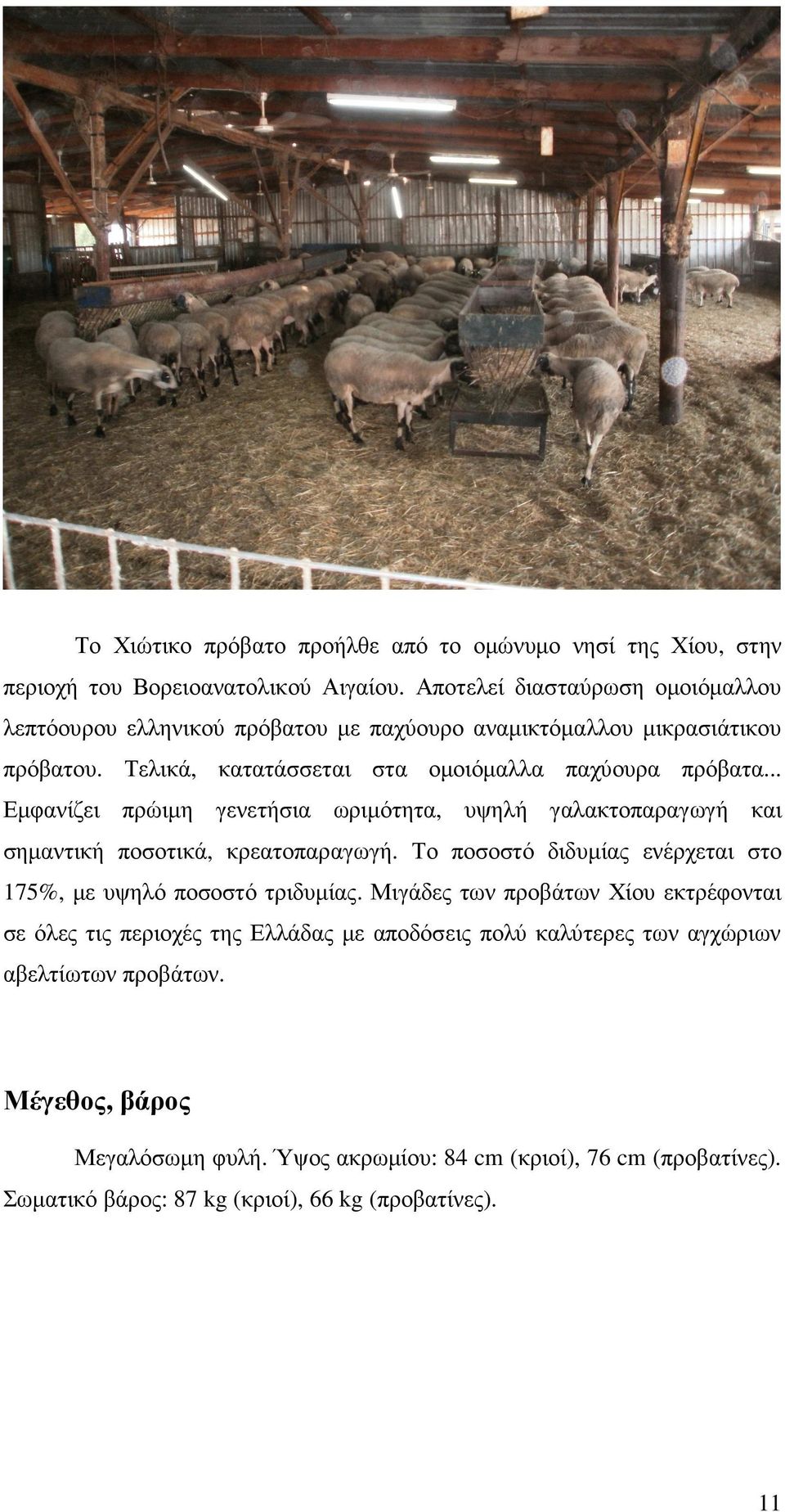 .. Εµφανίζει πρώιµη γενετήσια ωριµότητα, υψηλή γαλακτοπαραγωγή και σηµαντική ποσοτικά, κρεατοπαραγωγή. Το ποσοστό διδυµίας ενέρχεται στο 175%, µε υψηλό ποσοστό τριδυµίας.