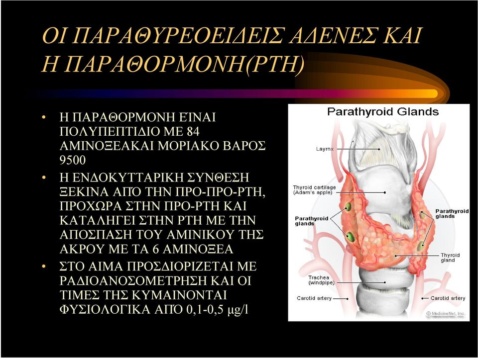 ΣΤΗΝ ΠΡΟ-ΡΤΗ ΚΑΙ ΚΑΤΑΛΗΓΕΙ ΣΤΗΝ ΡΤΗ ΜΕ ΤΗΝ ΑΠΟΣΠΑΣΗ ΤΟΥ ΑΜΙΝΙΚΟΥ ΤΗΣ ΑΚΡΟΥ ΜΕ ΤΑ 6 ΑΜΙΝΟΞΕΑ