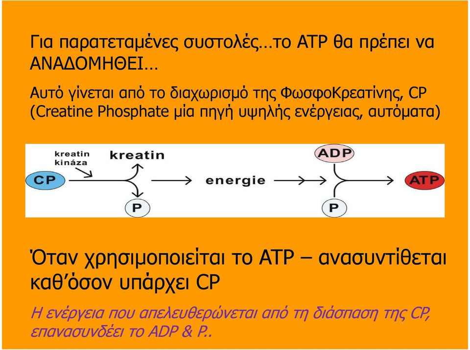 ενέργειας, αυτόµατα) Όταν χρησιµοποιείται το ATP ανασυντίθεται καθ όσον