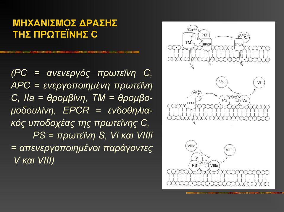 θρομβομοδουλίνη, EPCR = ενδοθηλιακός υποδοχέας της πρωτεΐνης