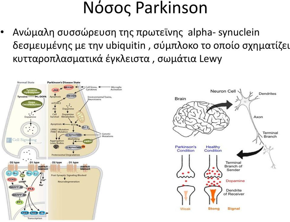την ubiquitin, σύμπλοκο το οποίο