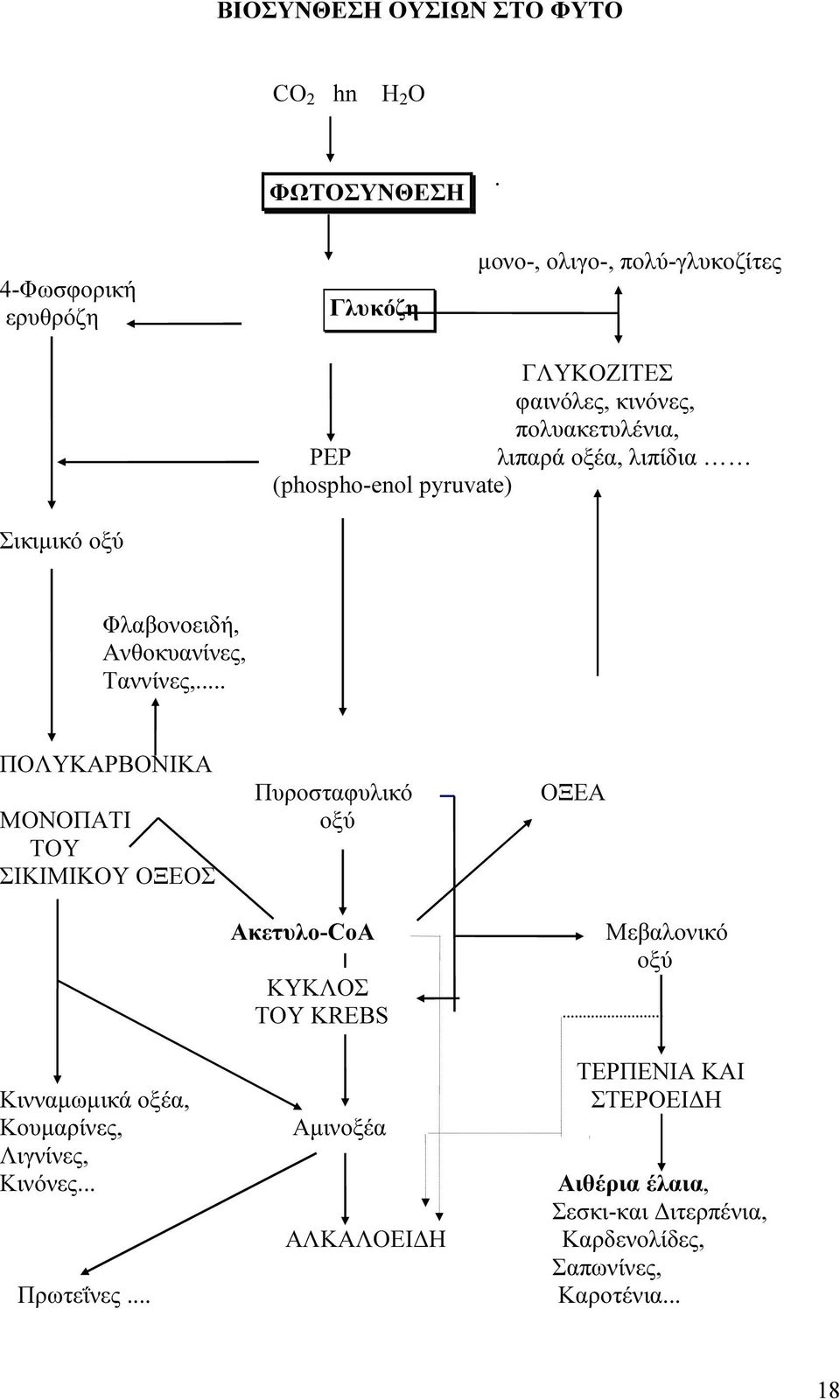 (phospho-enol pyruvate) Σικιµικό οξύ Φλαβονοειδή, Ανθοκυανίνες, Ταννίνες,.