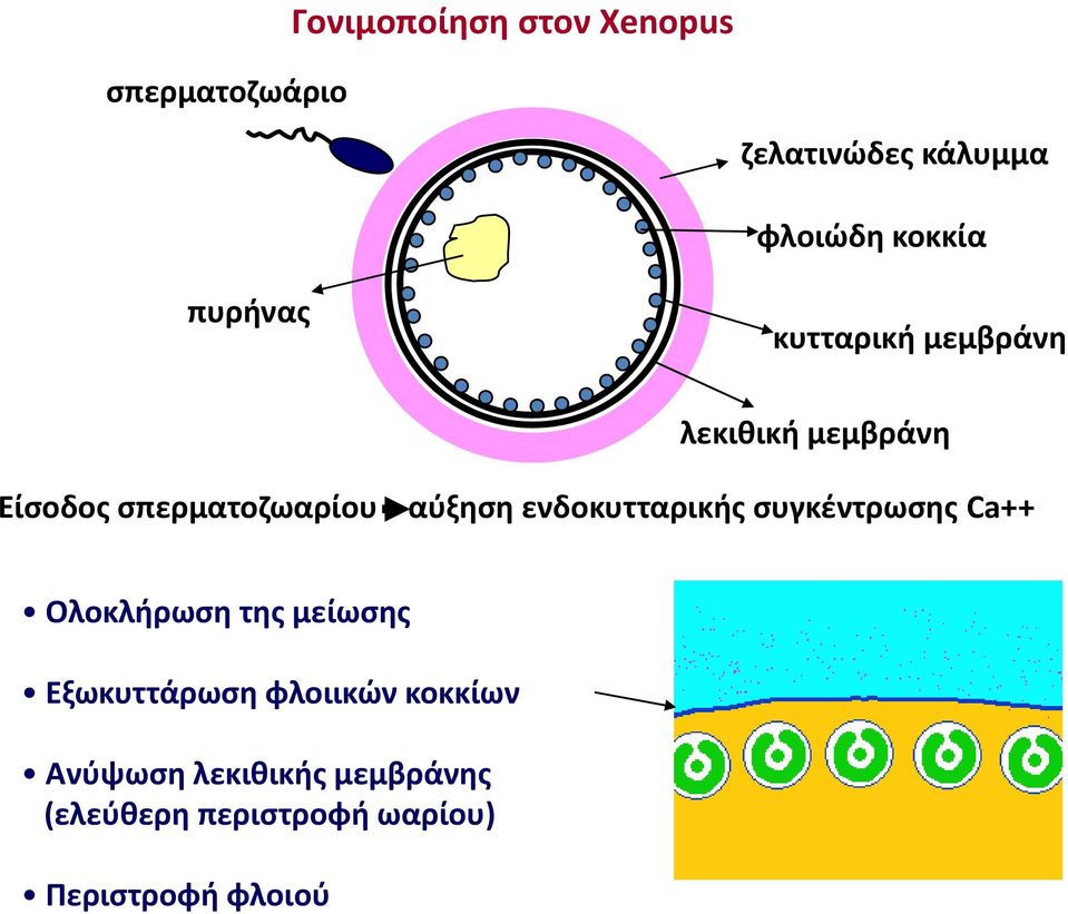 ενδοκυτταρικής συγκέντρωσης Ca++ Ολοκλήρωση της μείωσης Εξωκυττάρωση φλοιικών