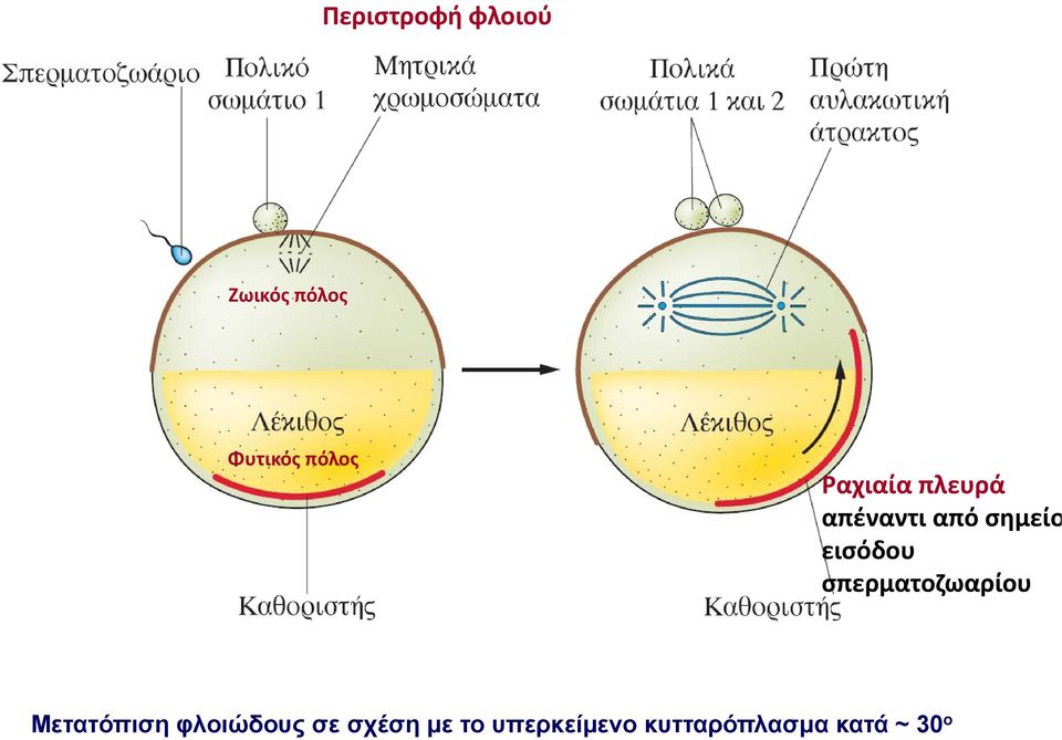 σπερματοζωαρίου Μετατόπιση φλοιώδους σε