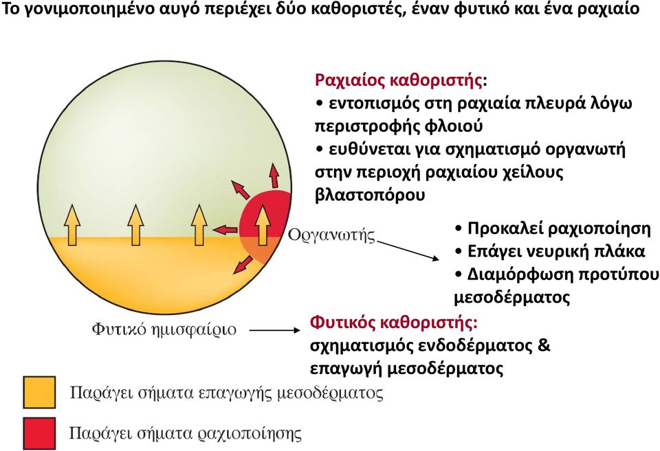 οργανωτή στην περιοχή ραχιαίου χείλους βλαστοπόρου Προκαλεί ραχιοποίηση Επάγει νευρική πλάκα