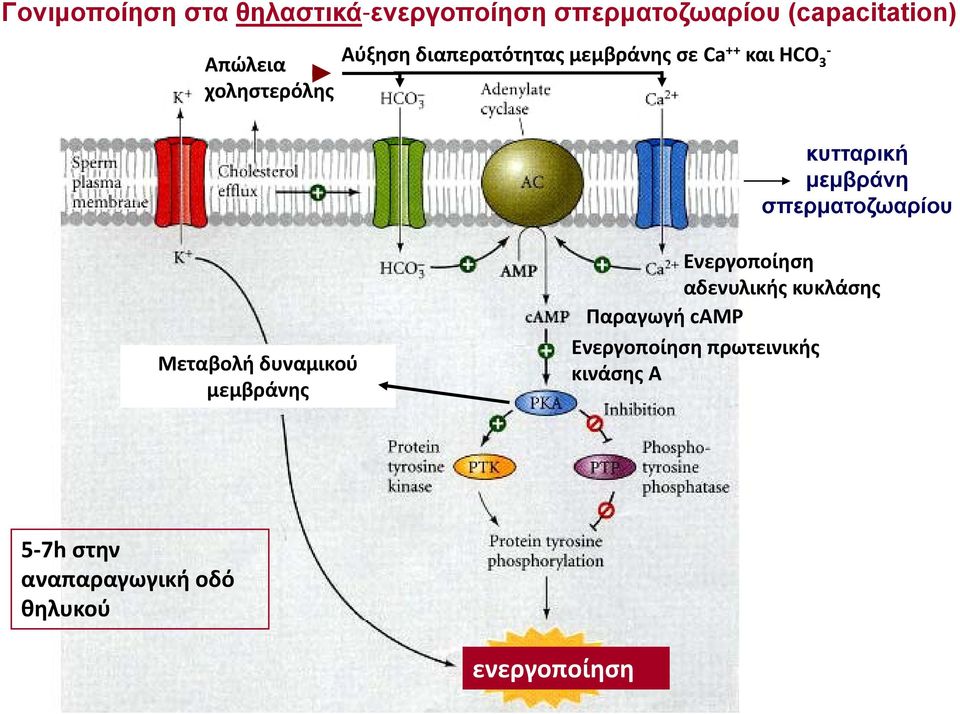 σπερματοζωαρίου Μεταβολή δυναμικού μεμβράνης Ενεργοποίηση αδενυλικής κυκλάσης