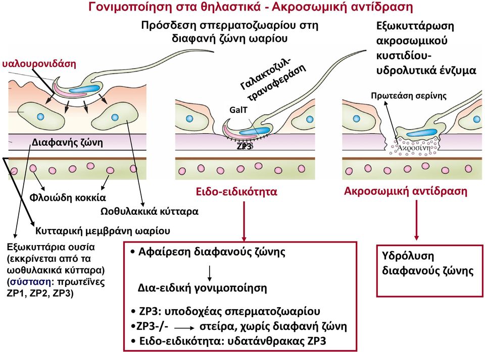 ωαρίου Εξωκυττάρια ουσία (εκκρίνεται από τα ωοθυλακικά κύτταρα) (σύσταση: πρωτεΐνες ZP1, ZP2, ZP3) Αφαίρεση διαφανούς ζώνης Δια ειδική