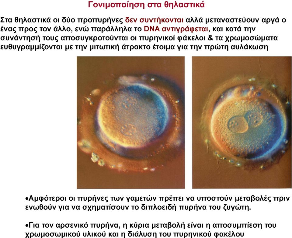 άτρακτο έτοιμα για την πρώτη αυλάκωση Αμφότεροι οι πυρήνες των γαμετών πρέπει να υποστούν μεταβολές πριν ενωθούν για να σχηματίσουν το