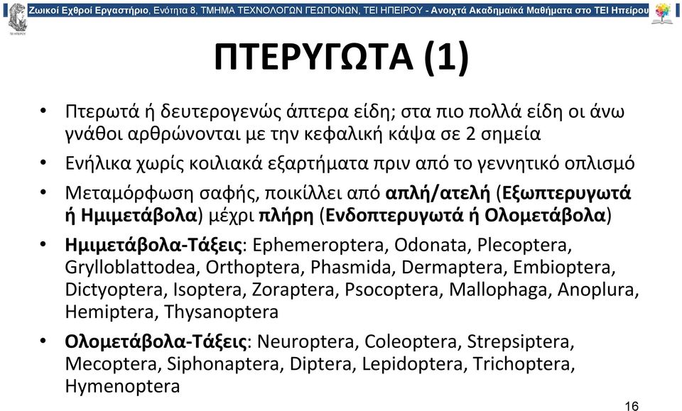 Τάξεις: Ephemeroptera, Odonata, Plecoptera, Grylloblattodea, Orthoptera, Phasmida, Dermaptera, Embioptera, Dictyoptera, Isoptera, Zoraptera, Psocoptera,