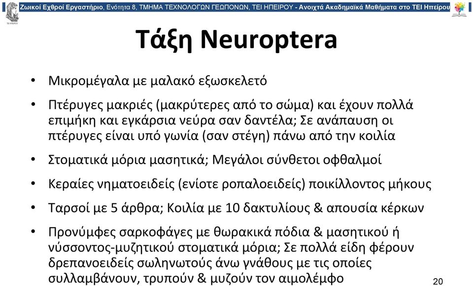 ροπαλοειδείς) ποικίλλοντος μήκους Ταρσοί με 5 άρθρα; Κοιλία με 10 δακτυλίους & απουσία κέρκων Προνύμφες σαρκοφάγες με θωρακικά πόδια & μασητικού ή