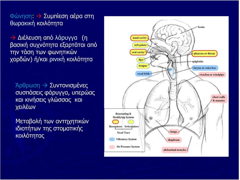 ρινική κοιλότητα Άρθρωση Συντονισμένες συσπάσεις φάρυγγα, υπερώας και