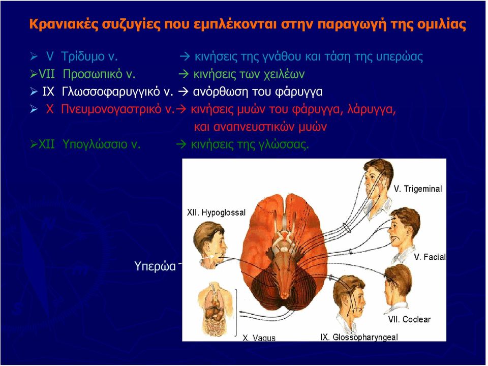 κινήσεις των χειλέων IX Γλωσσοφαρυγγικό ν.