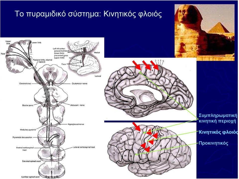 Συμπληρωματική κινητική