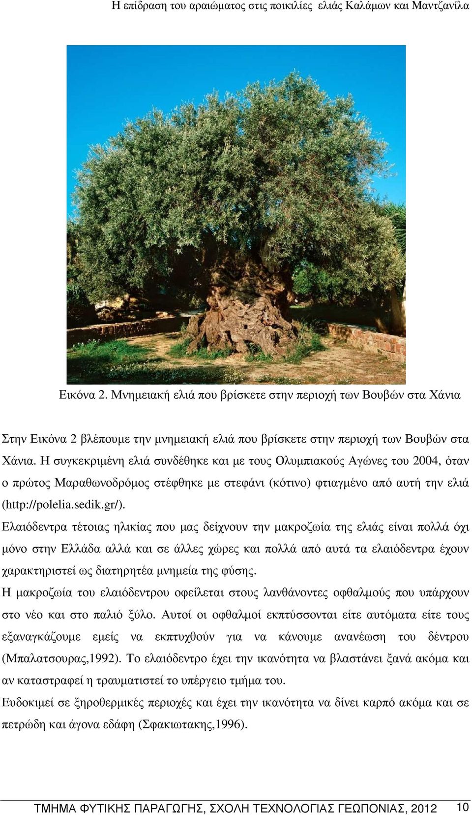 Ελαιόδεντρα τέτοιας ηλικίας που µας δείχνουν την µακροζωία της ελιάς είναι πολλά όχι µόνο στην Ελλάδα αλλά και σε άλλες χώρες και πολλά από αυτά τα ελαιόδεντρα έχουν χαρακτηριστεί ως διατηρητέα