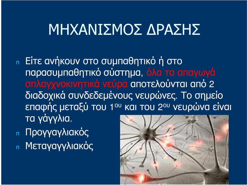 αποτελούνται από 2 διαδοχικά συνδεδεμένους νευρώνες.