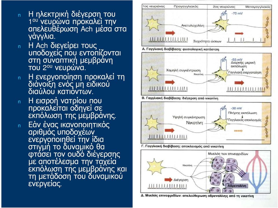 Η ενεργοποίηση προκαλεί τη διάνοιξη ενός μη ειδικού διαύλου κατιόντων.