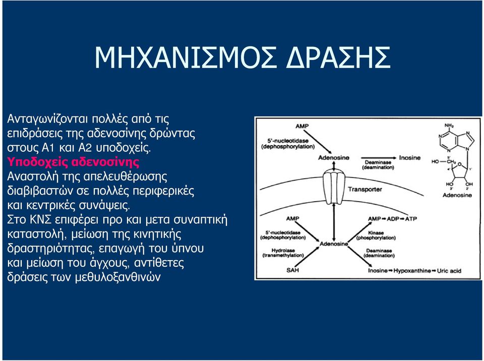 Υποδοχείς αδενοσίνης Αναστολή της απελευθέρωσης διαβιβαστών σε πολλές περιφερικές και