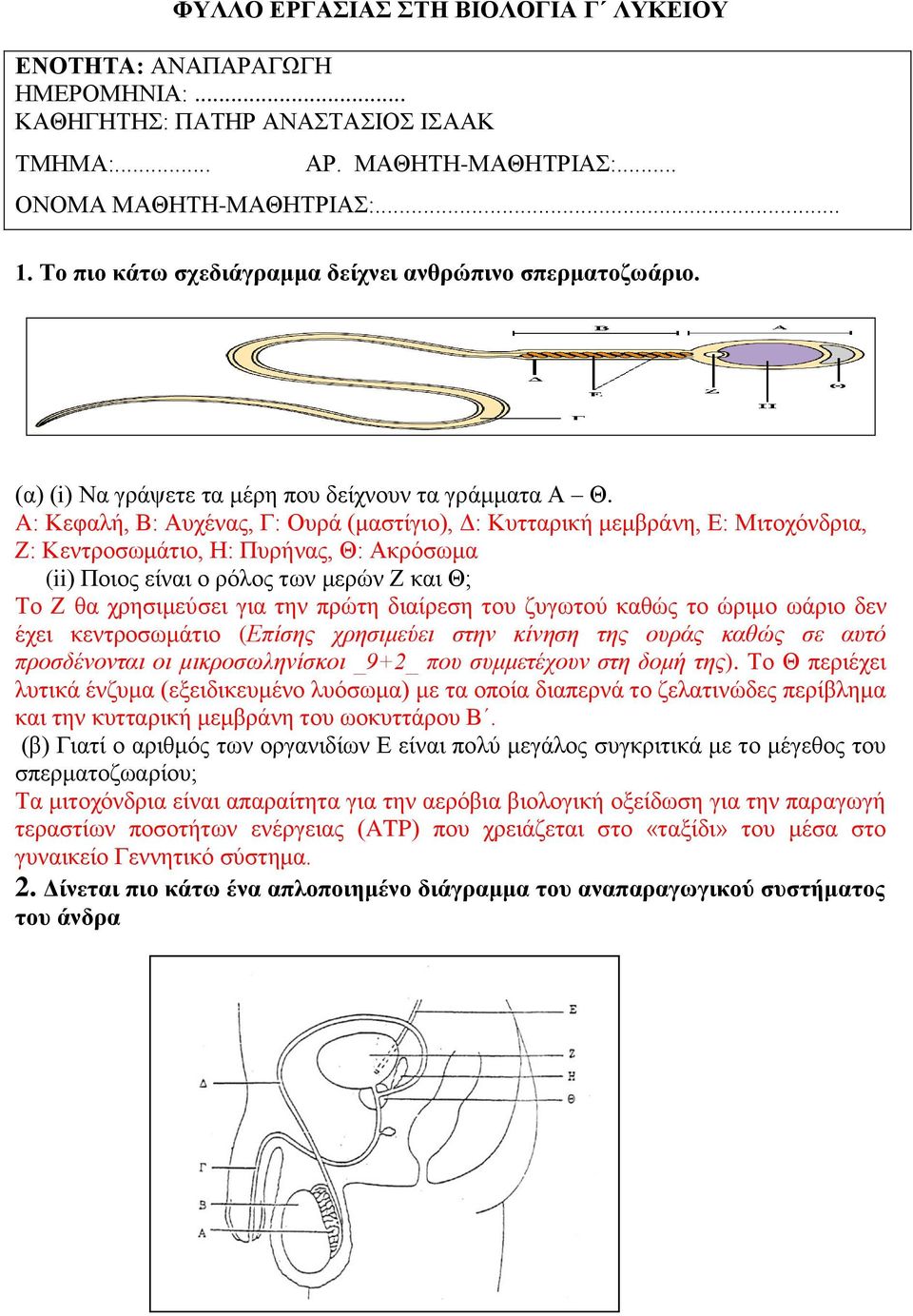 ΦΥΛΛΟ ΕΡΓΑΣΙΑΣ ΣΤΗ ΒΙΟΛΟΓΙΑ Γ ΛΥΚΕΙΟΥ ΟΝΟΜΑ ΜΑΘΗΤΗ-ΜΑΘΗΤΡΙΑΣ: Το πιο κάτω  σχεδιάγραμμα δείχνει ανθρώπινο σπερματοζωάριο. - PDF ΔΩΡΕΑΝ Λήψη