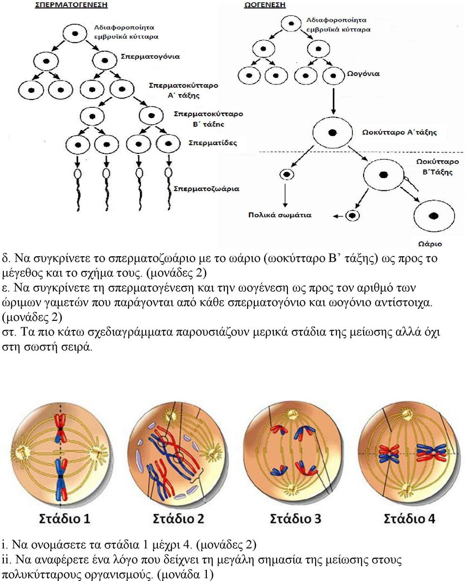 ωογόνιο αντίστοιχα. (μονάδες 2) στ. Τα πιο κάτω σχεδιαγράμματα παρουσιάζουν μερικά στάδια της μείωσης αλλά όχι στη σωστή σειρά. i.