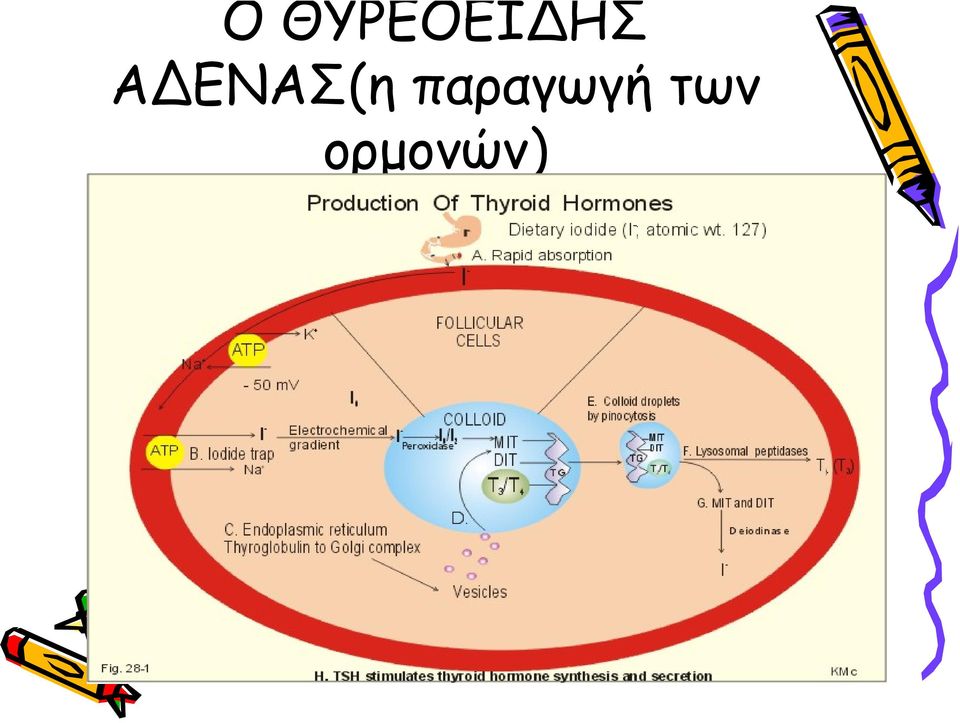 ΕΝΑΣ(η