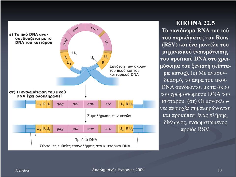 ενσωμάτωσης του προϊικού DNA στο χρωμόσωμα του ξενιστή (κύτταρα κότας).