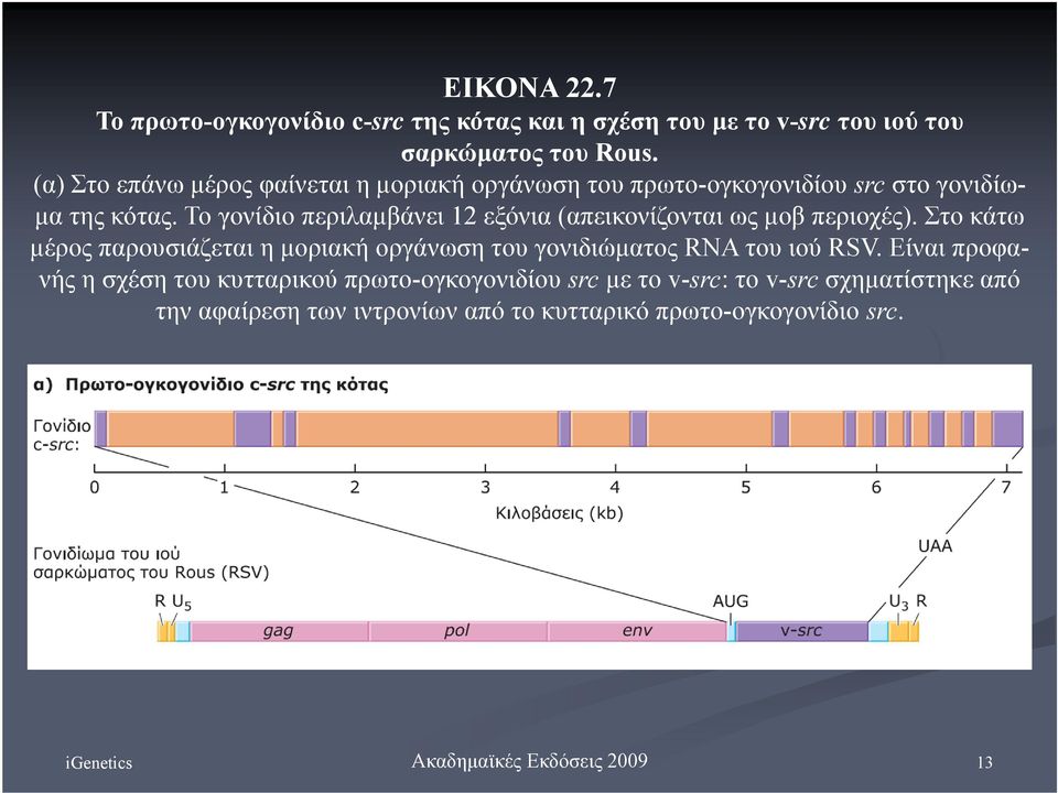Το γονίδιο περιλαμβάνει 12 εξόνια (απεικονίζονται ως μοβ περιοχές).