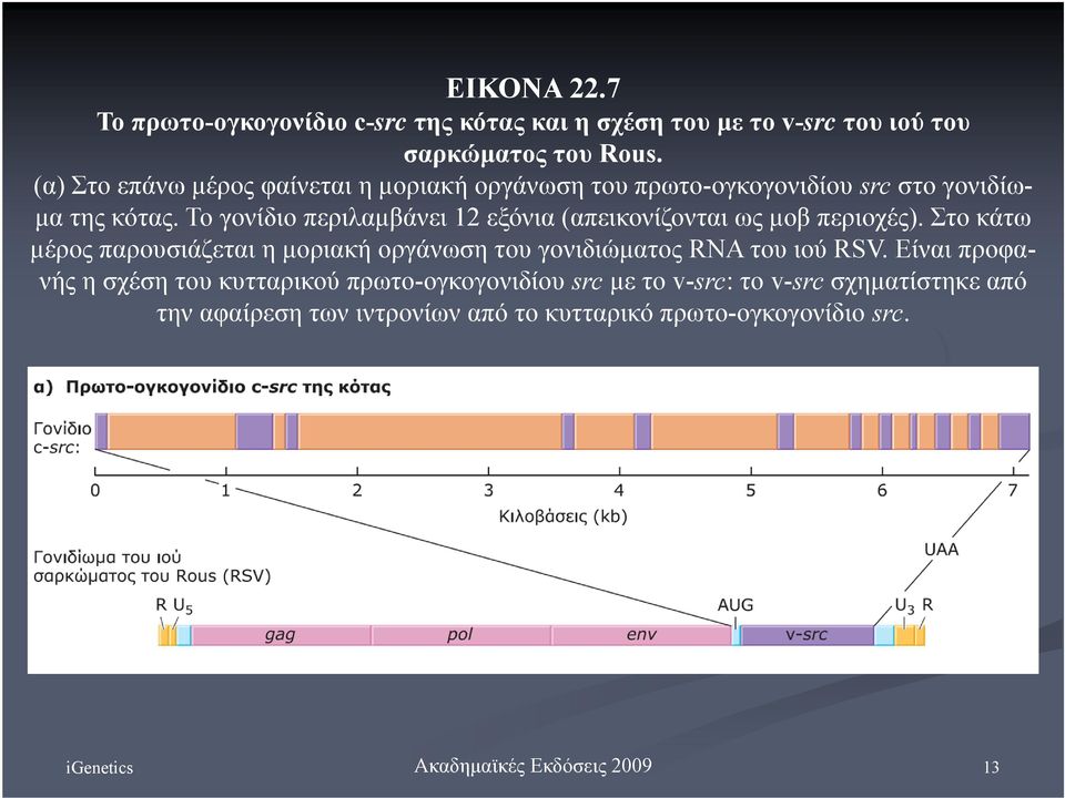 Το γονίδιο περιλαμβάνει 12 εξόνια (απεικονίζονται ως μοβ περιοχές).