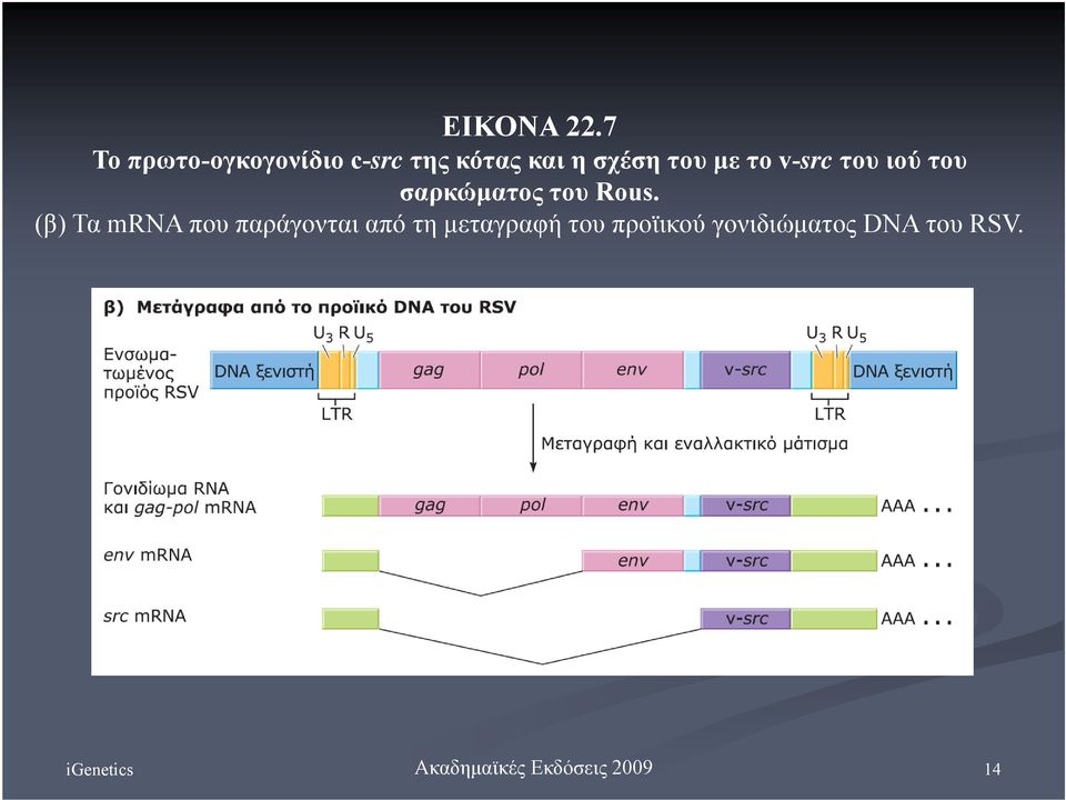 σχέση του με το v-src του ιού του σαρκώματος του