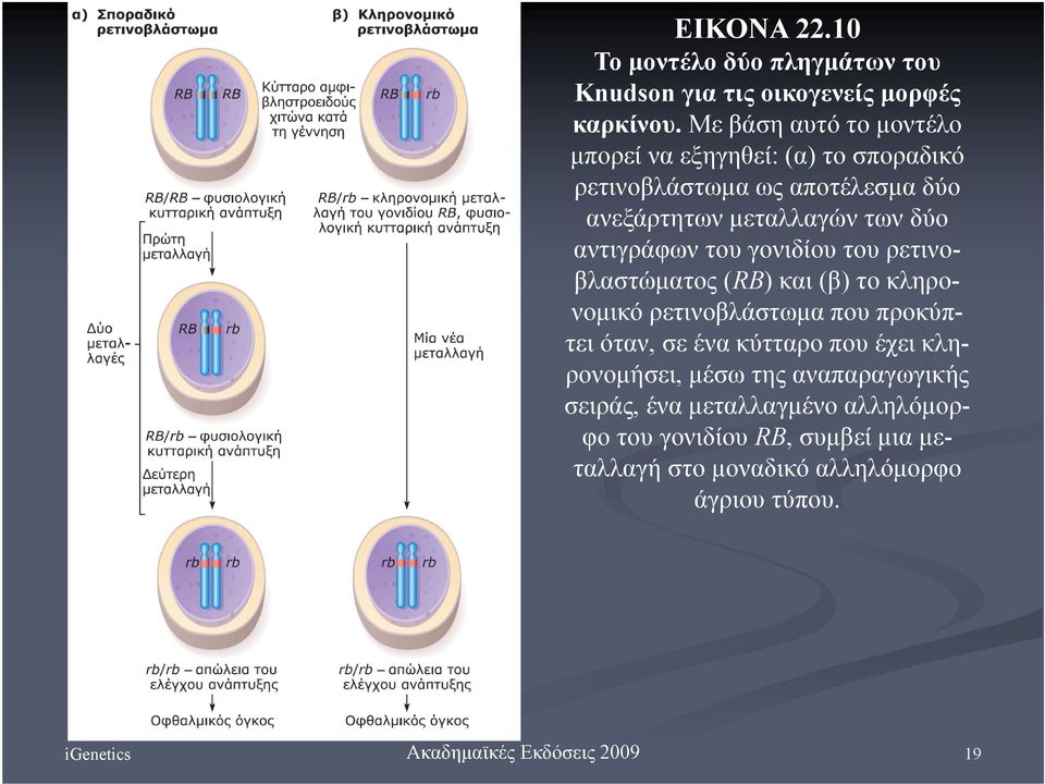 αντιγράφων του γονιδίου του ρετινοβλαστώματος (RB) και (β) το κληρονομικό ρετινοβλάστωμα που προκύπτει όταν, σε ένα κύτταρο
