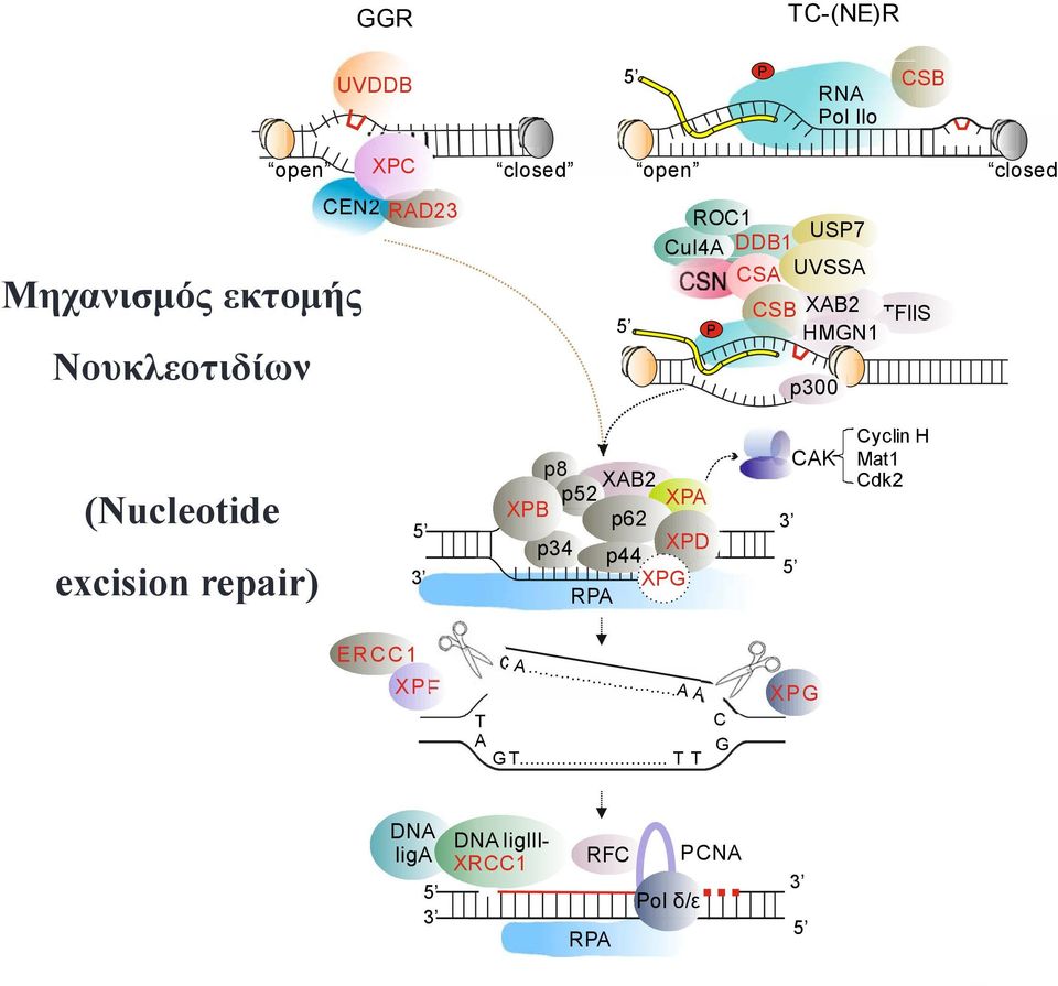 (Nucleotide excision repair) 5 3 p8 XAB2 p52 XPA XPB p62 p34 p44 XPD XPG RPA 3 5 CAK Cyclin H