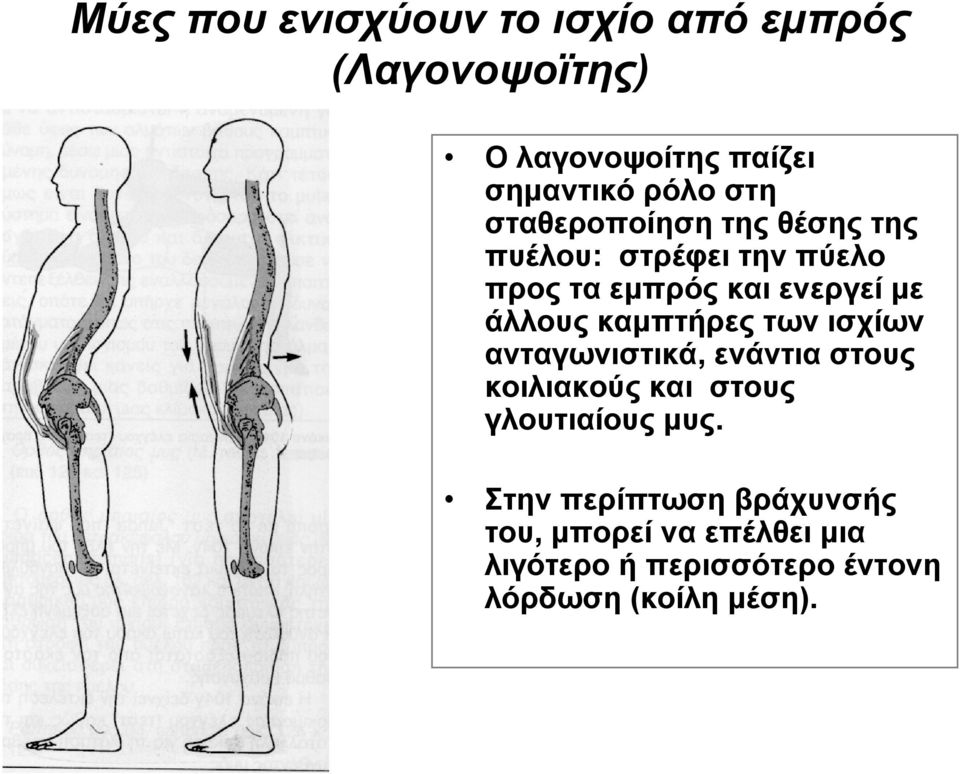 καμπτήρες των ισχίων ανταγωνιστικά, ενάντια στους κοιλιακούς και στους γλουτιαίους μυς.