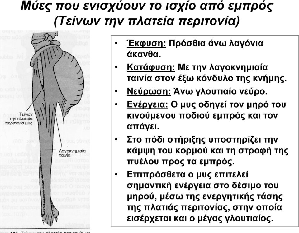 Ενέργεια: Ο μυς οδηγεί τον μηρό του κινούμενου ποδιού εμπρός και τον απάγει.