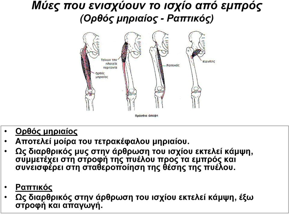 Ως διαρθρικός μυς στην άρθρωση του ισχίου εκτελεί κάμψη, συμμετέχει στη στροφή της πυέλου