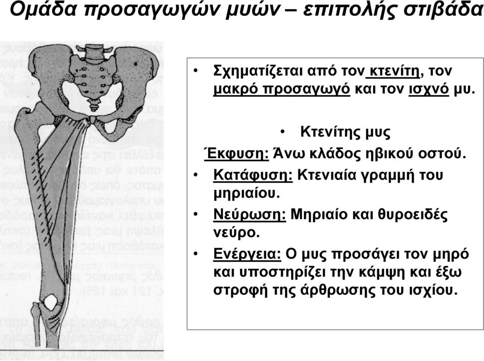 Κατάφυση: Κτενιαία γραμμή του μηριαίου. Νεύρωση: Μηριαίο και θυροειδές νεύρο.