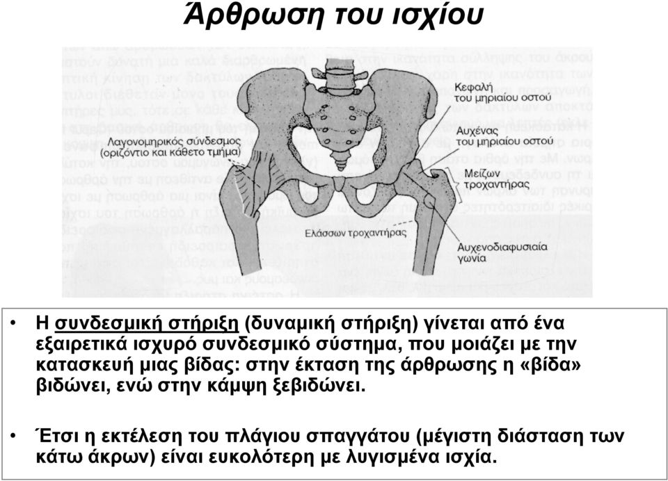 στην έκταση της άρθρωσης η «βίδα» βιδώνει, ενώ στην κάμψη ξεβιδώνει.