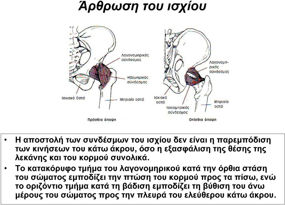 Το κατακόρυφο τμήμα του λαγονομηρικού κατά την όρθια στάση του σώματος εμποδίζει την πτώση του κορμού